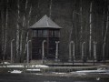 2026.01.27   rocznica wyzwolenia auschwitz  